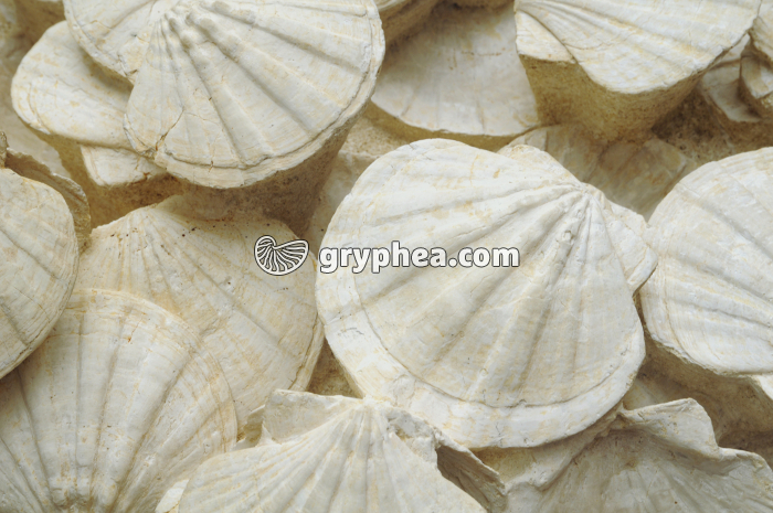 Pectens fossiles (MNHP) - gryphea.org